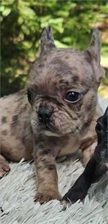 speckles