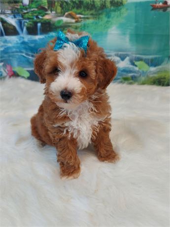 Male Poodle