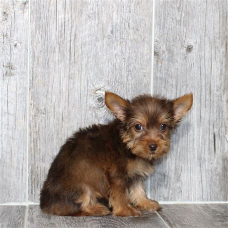 26148-01 Yorkshire Terrier