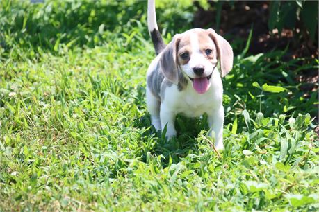 Female Beagle