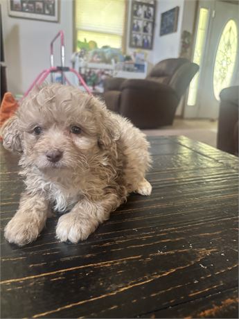 Mini aussiedoodle