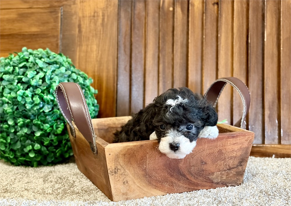 Toy poodles
