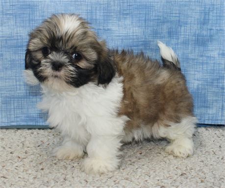 Male Shih Tzu