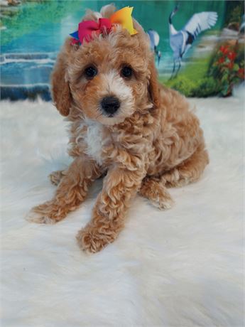 Female Poodle