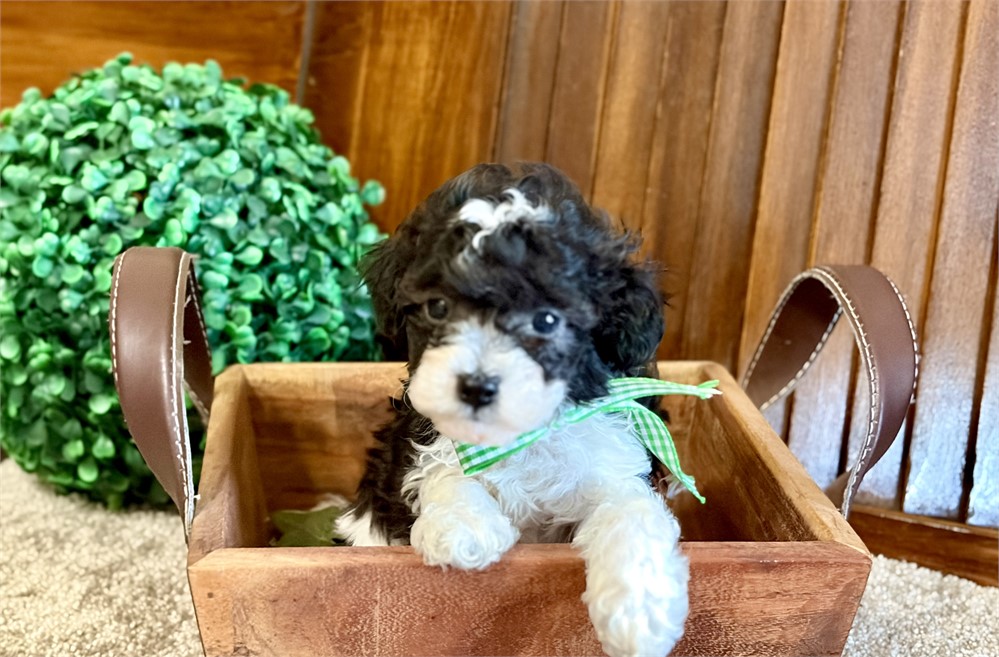 Toy poodles