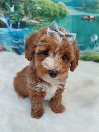 Male Poodle