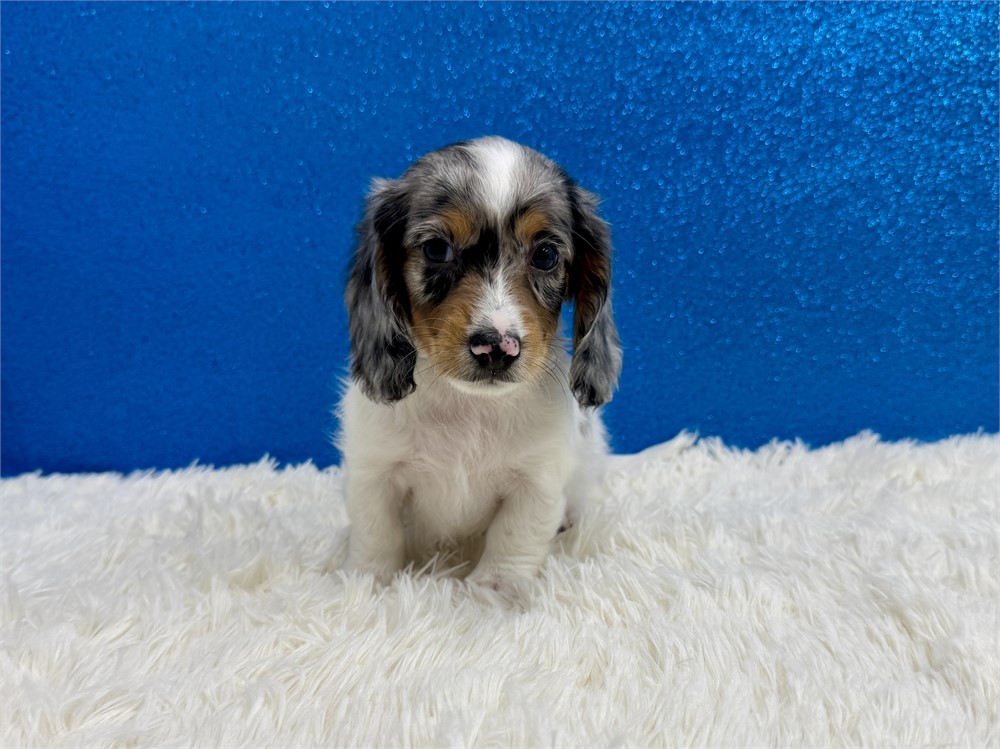 Male Miniature Dachshund-Long Coat