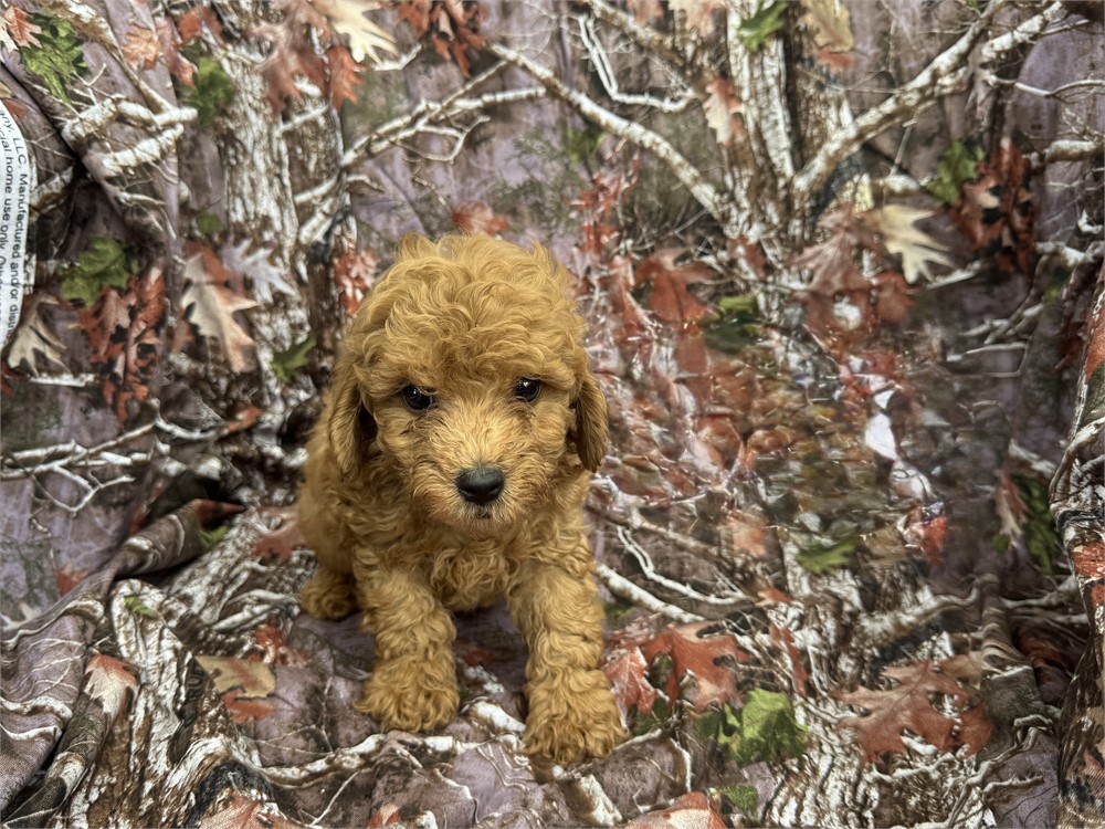 Toy poodle