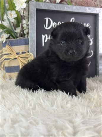Male Black pomeranian-Sterling