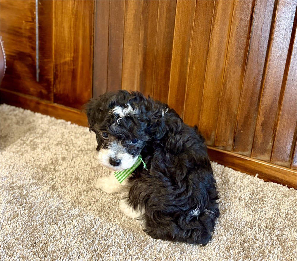 Toy poodles
