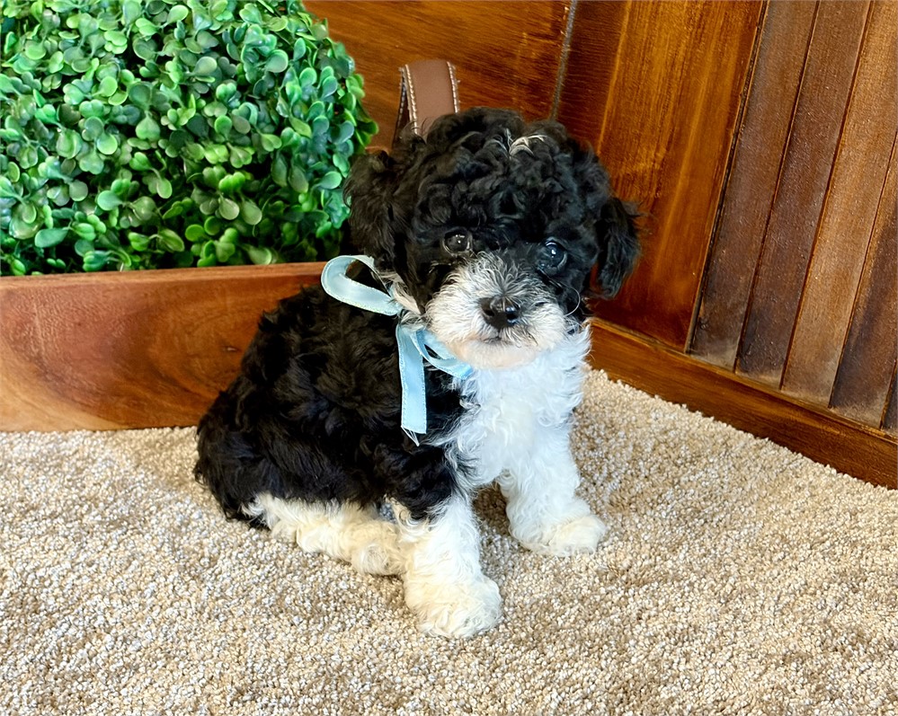 Toy Poodles!