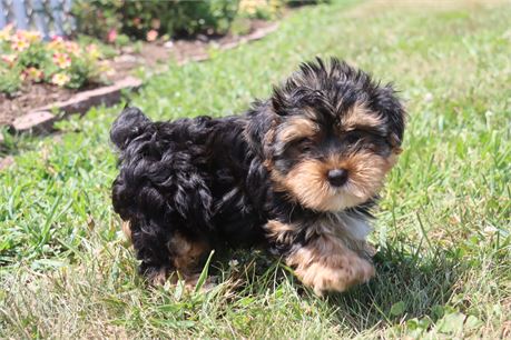 Male Yorkie