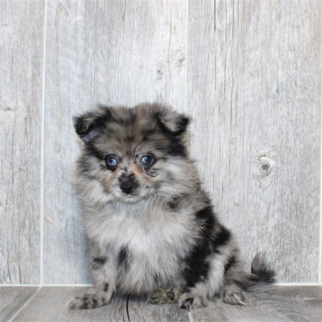 26144-05 Pomeranian