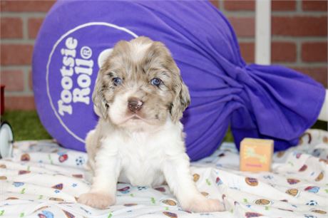 WHITE/RED MERLE MALE 093
