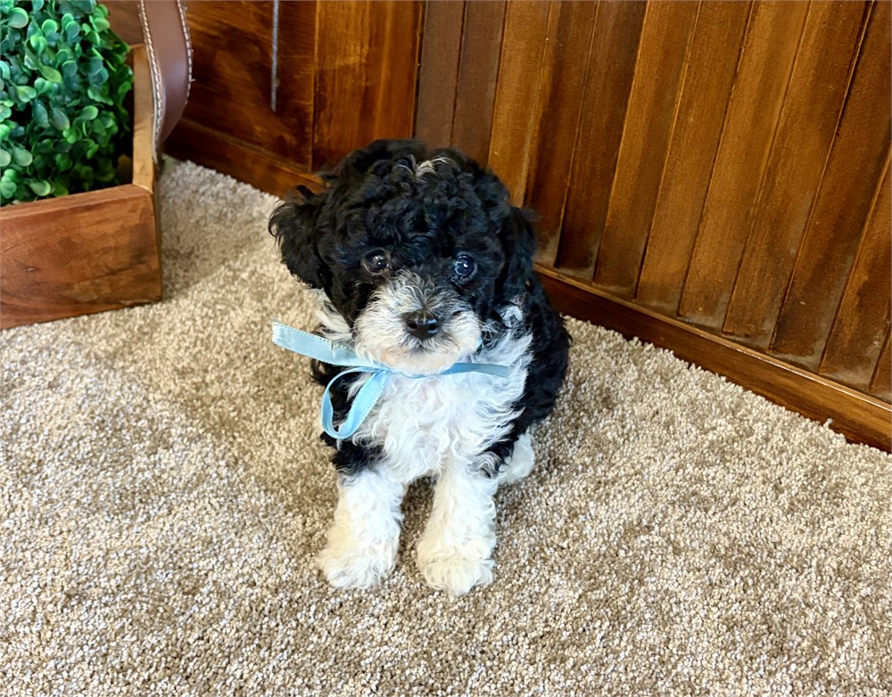 Toy Poodles!