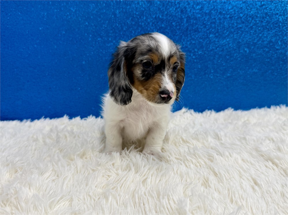 Male Miniature Dachshund-Long Coat