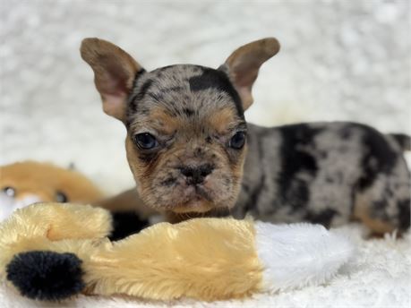AKC/USDA CLEAN BLUE MERLE/TAN