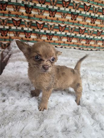 CPR Female long hair Chihuahua