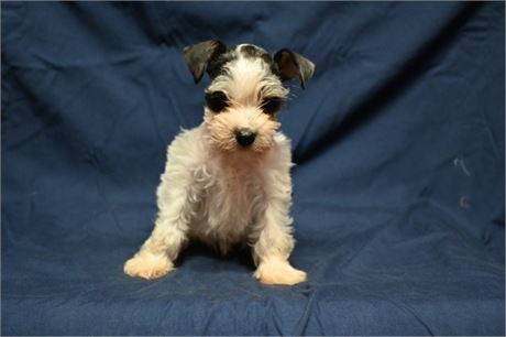 Confetti Schnauzer Phil