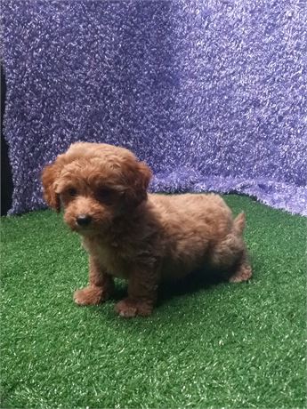 [ Porter ] Maltipoo boy