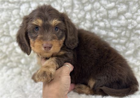 AKC Mini Dachshund MALE 2