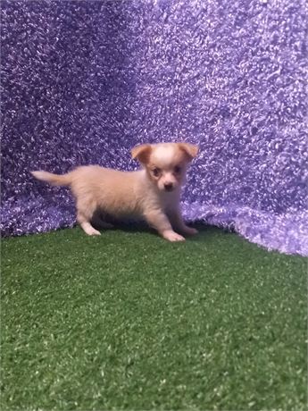 [ Jace ] Chihuahua boy