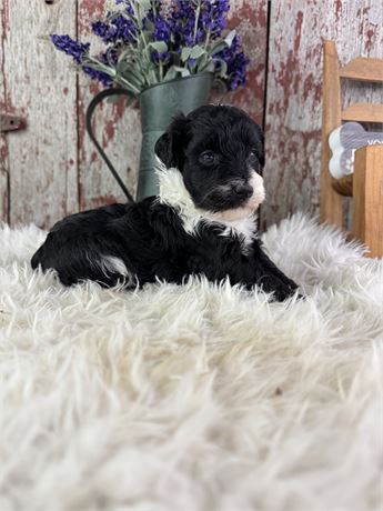 female black and white aussie-poo-lacey