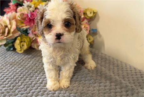 Beautiful Female Cavapoo