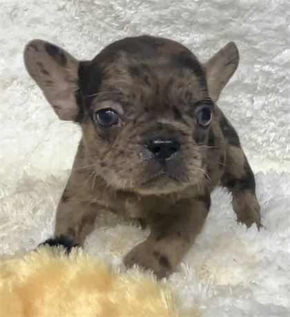 AKC/USDA CLEAN TINY MERLE