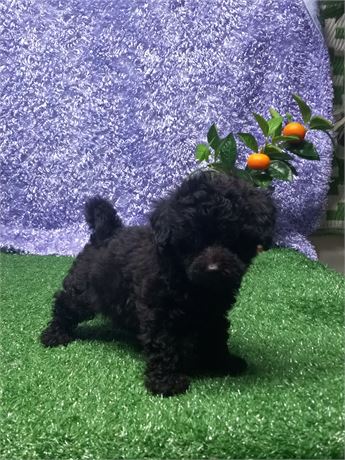 [ Dylan ] Maltipoo boy