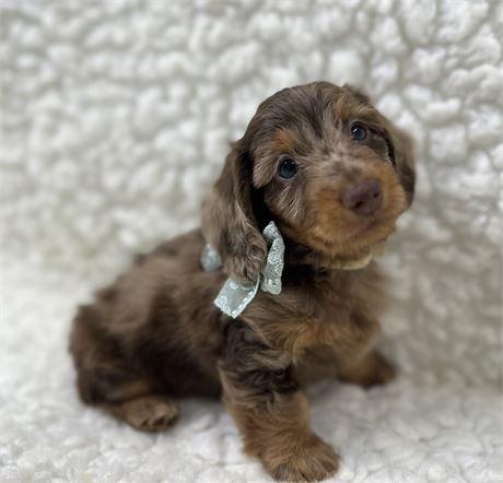 AKC Mini Dachshund MALE 1