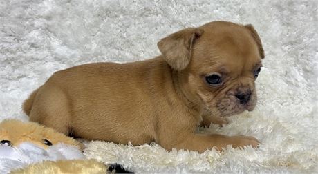 AKC/USDA CLEAN GOLDEN FAWN