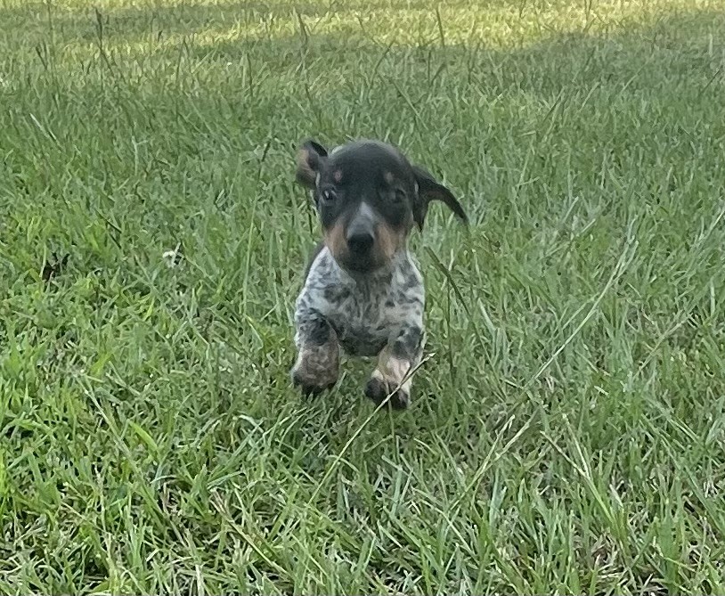 Mini Dachshund M He’s Cute!