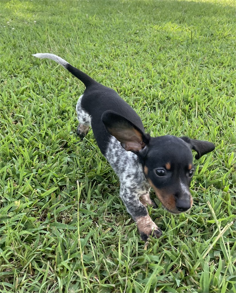 Mini Dachshund M He’s Cute!