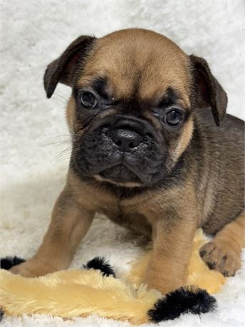 AKC/USDA CLEAN SABLE