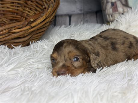 Austin Chocolate and Tan Dapple Longhair Male
