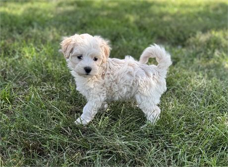 Cute Maltipoo Male