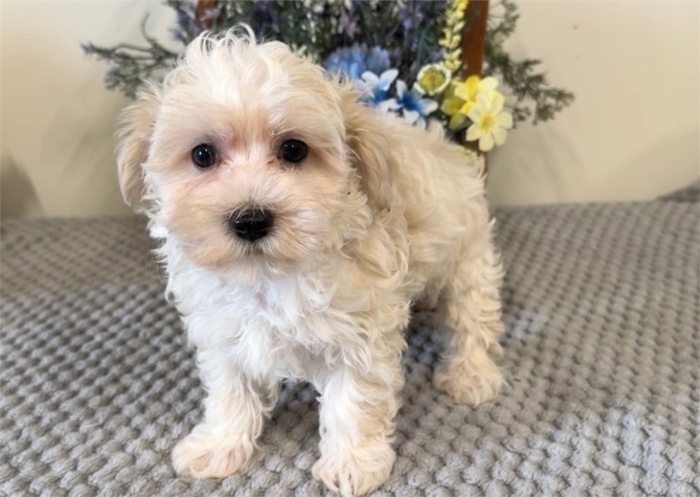 Adorable Male Willow