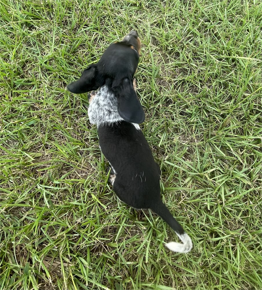 Mini Dachshund M He’s Cute!