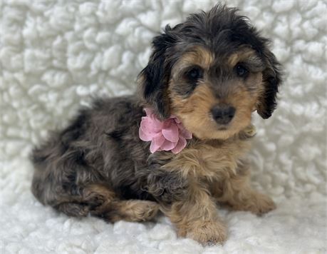 AKC Mini Dachshund Female 3