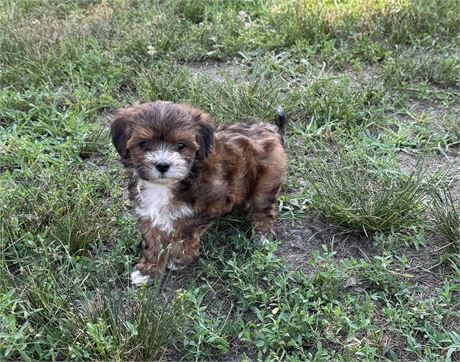 Adorable Maltipoo Male