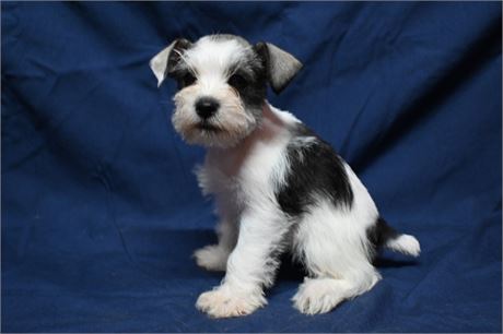 Confetti Schnauzer Paul