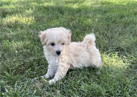Cute Maltipoo Male