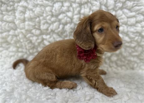 AKC Mini Dachshund Female 1
