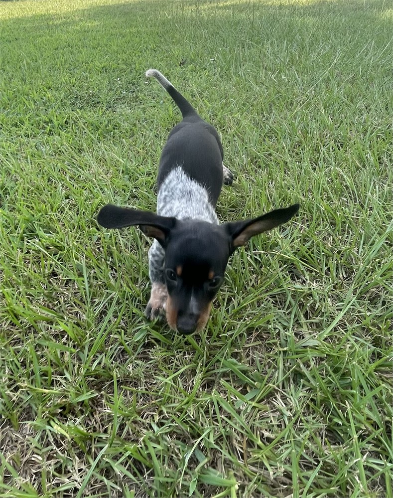Mini Dachshund M He’s Cute!