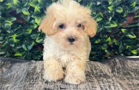 Adorable Male Weston