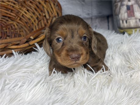 Dallas Chocolate and Tan Dapple Longhair Male
