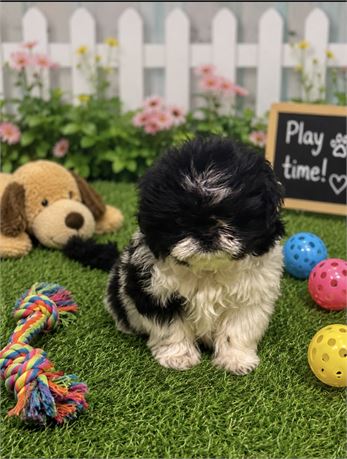 Nice Little Shihtzu (F)