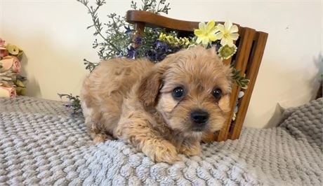Beautiful Male Cavapoo