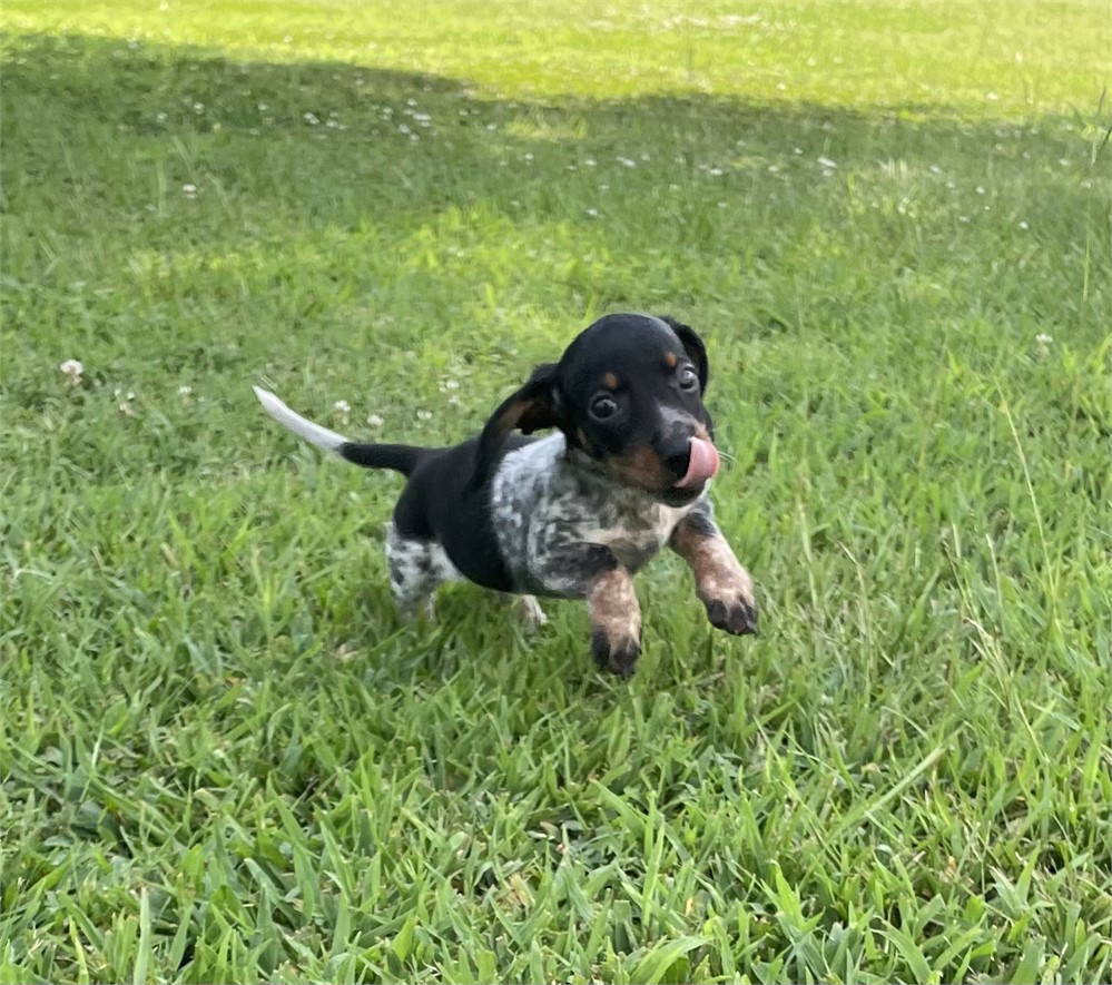 Mini Dachshund M He’s Cute!